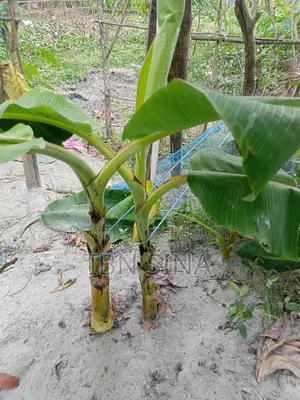 Deshi Sagar Banana, Sabri and Raw Banana Saplings.
