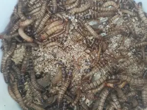 বিটল পোকা