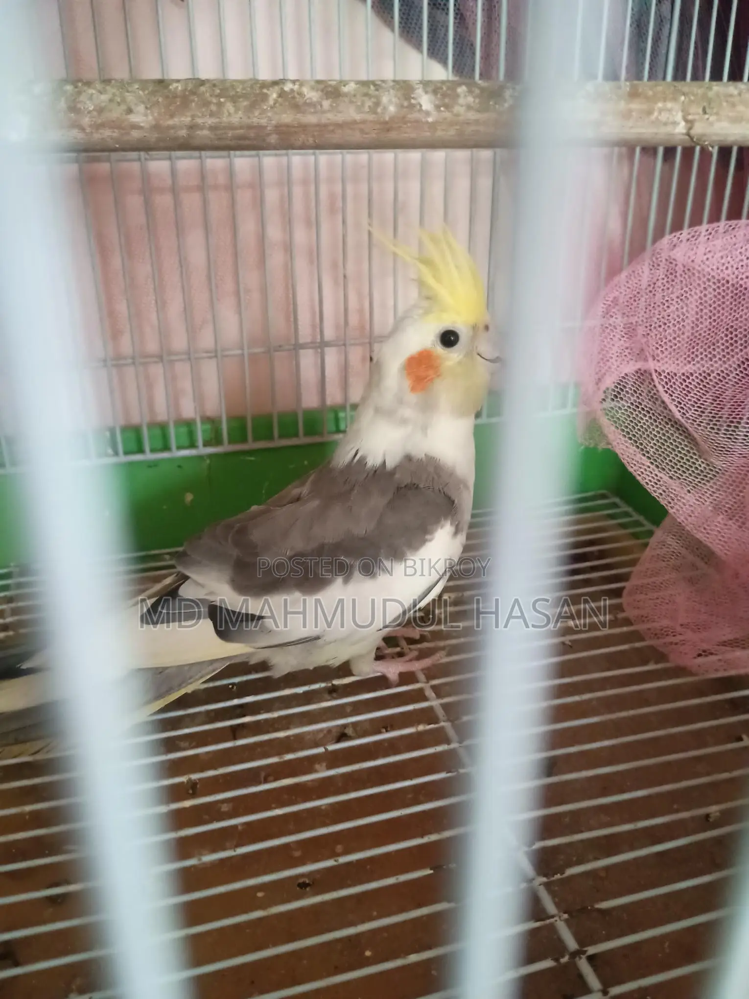 Cockatiel Birds For Sale