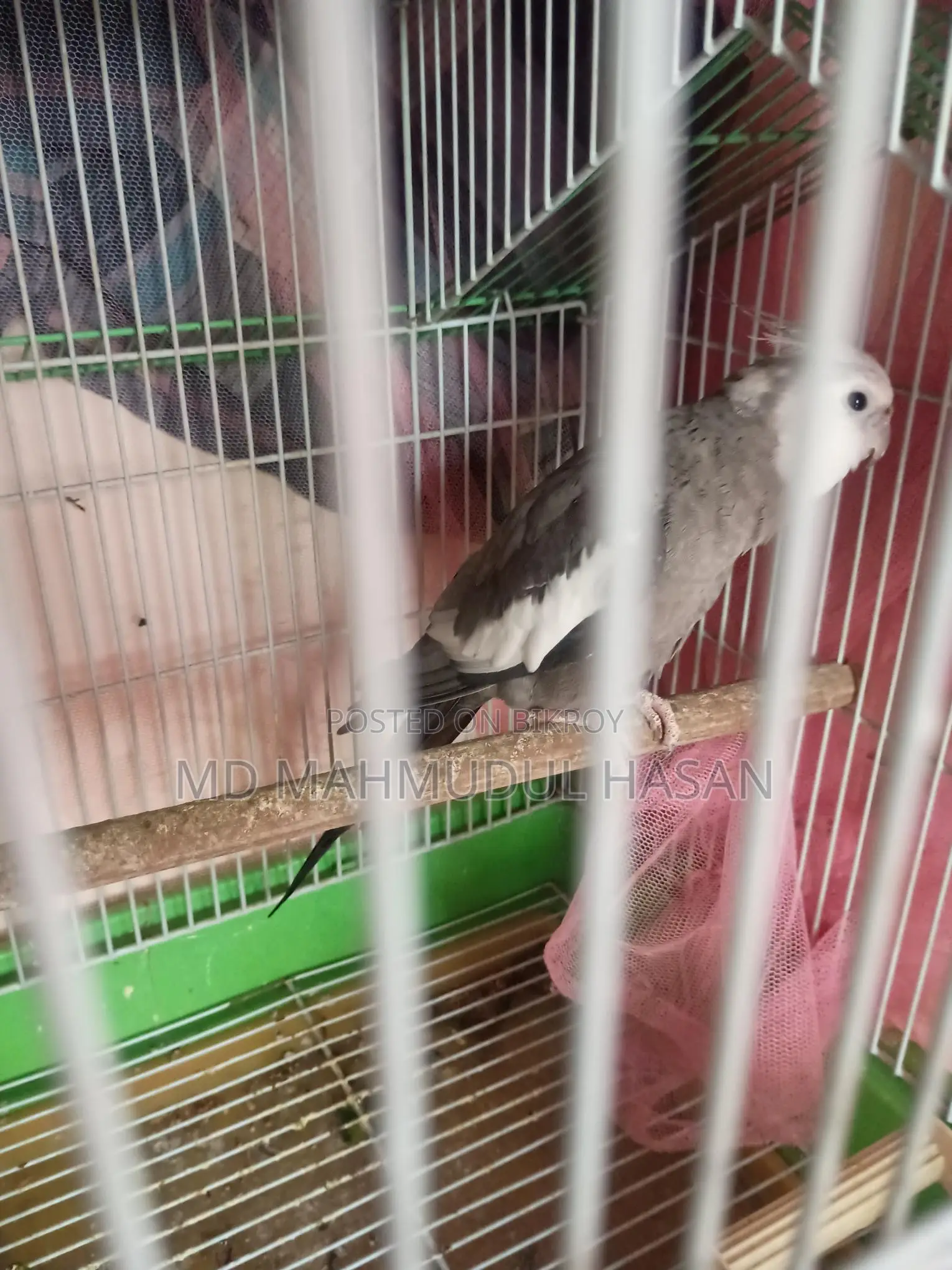 Cockatiel Birds For Sale