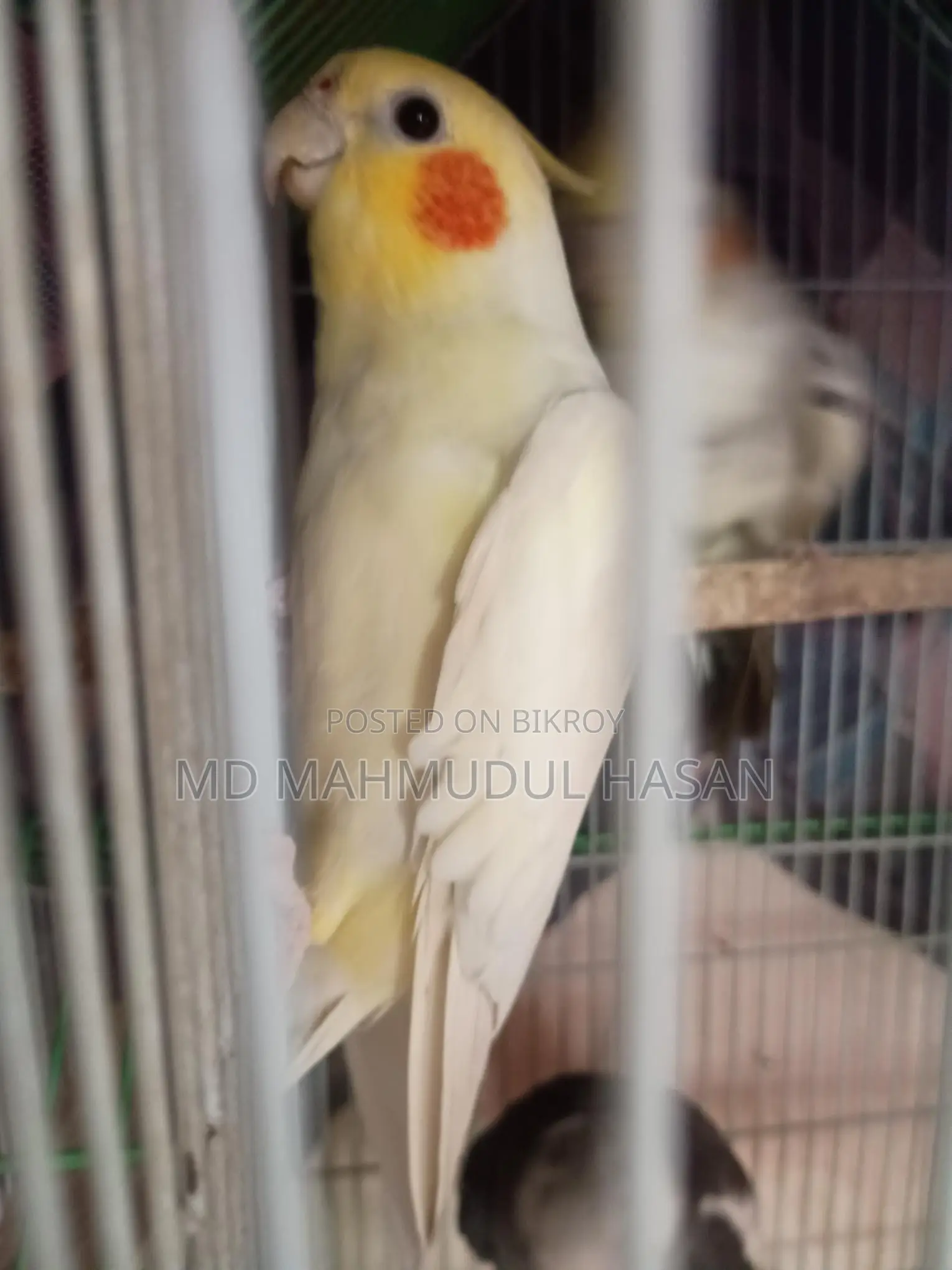 Cockatiel Birds For Sale