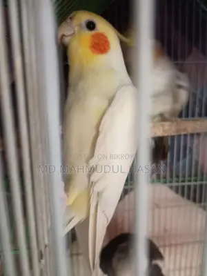 Cockatiel Birds For Sale