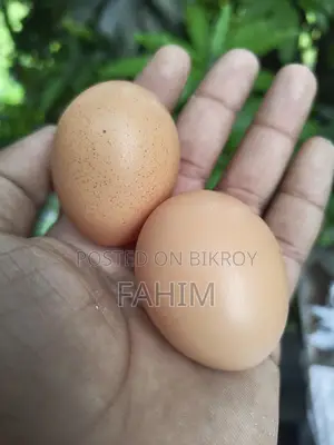 Brahma Chicken Hatching Eggs