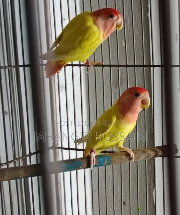 Lutino Lovebird with DNA 1 pair