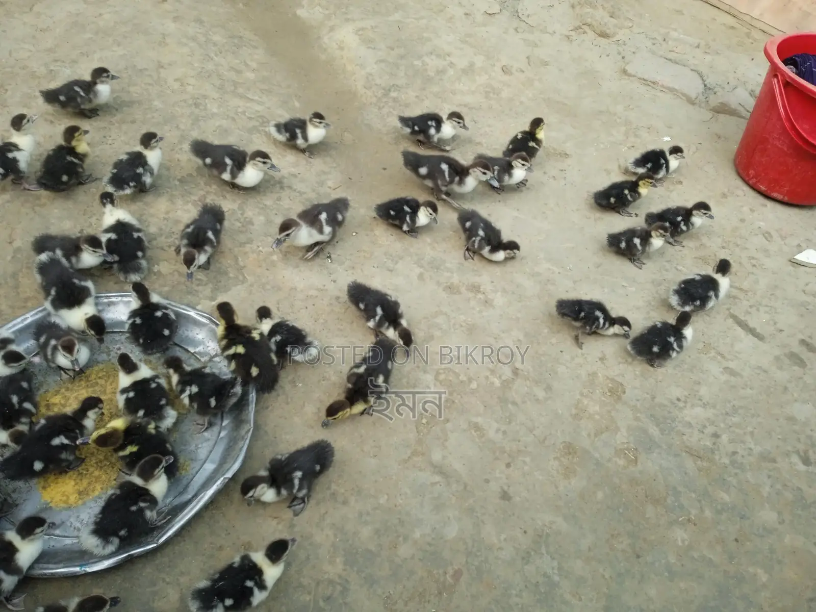 Chinese Ducklings