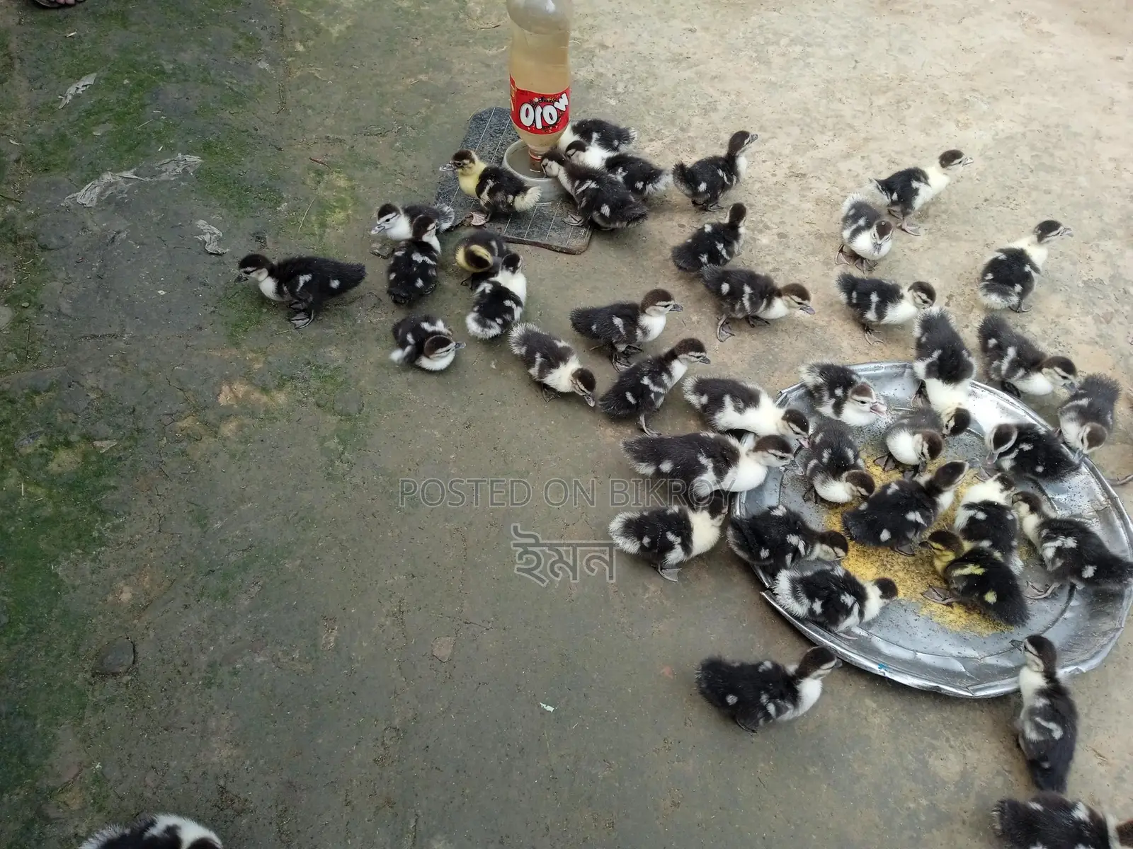 Chinese Ducklings