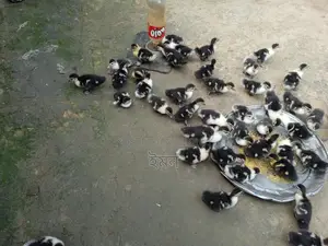 Chinese Ducklings