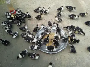 Chinese Ducklings