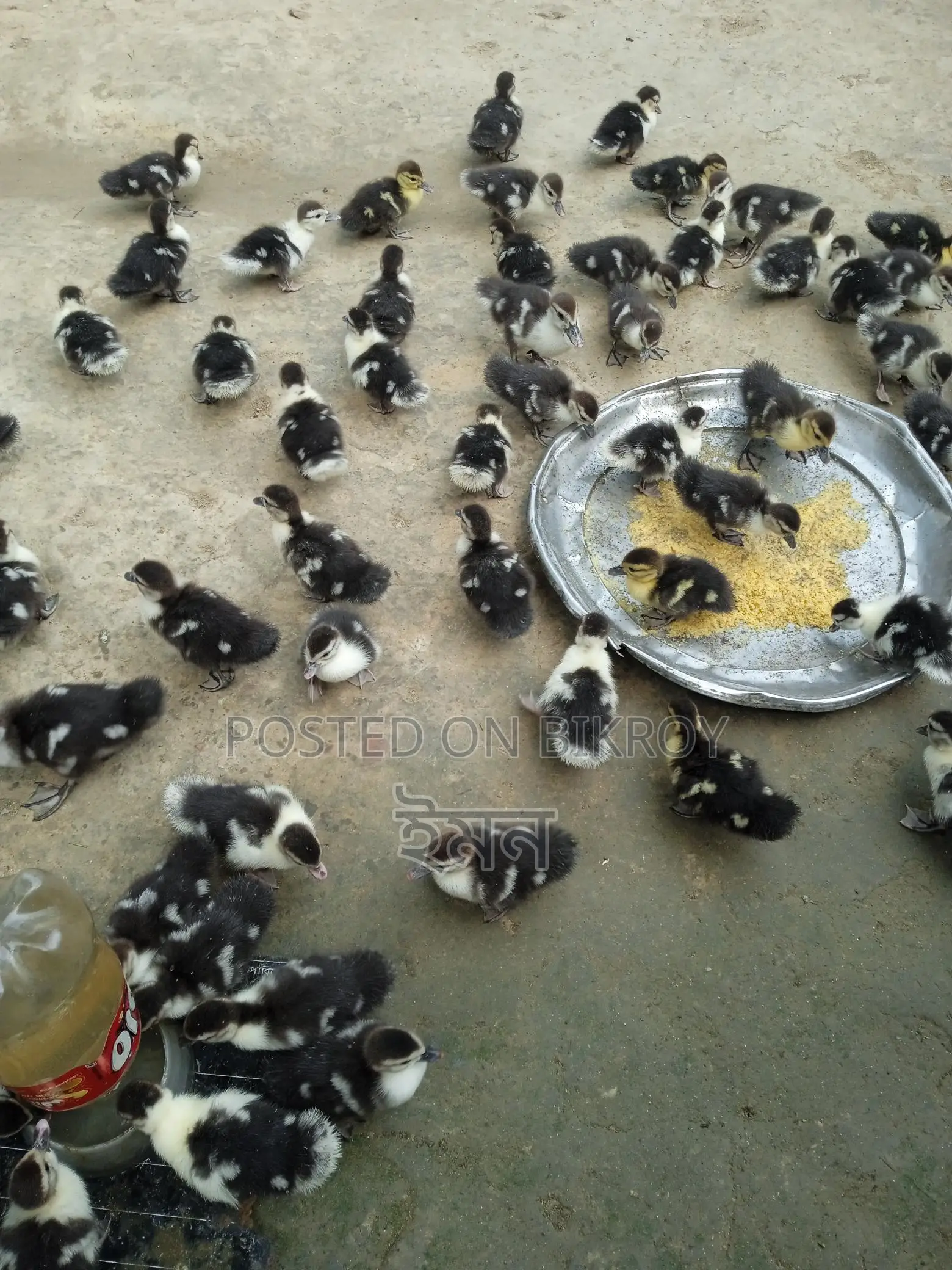 Chinese Ducklings
