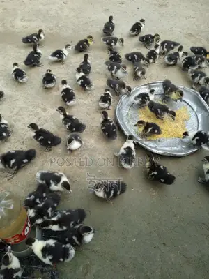 Chinese Ducklings