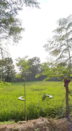 6 Bigha Commercial Land for Sale in Echali Dhirasram Gazipur.