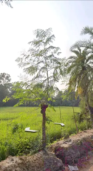 6 Bigha Commercial Land for Sale in Echali Dhirasram Gazipur.