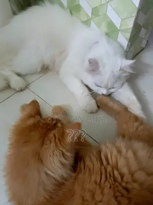 Pure Persian