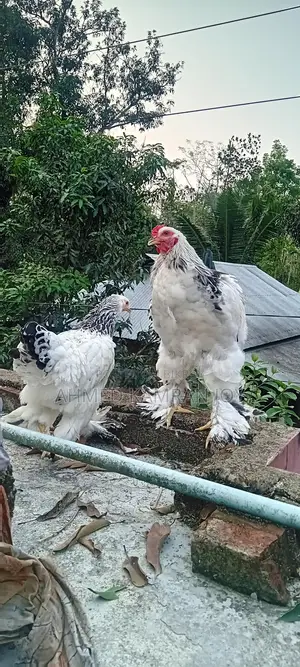 Chicken For Sale