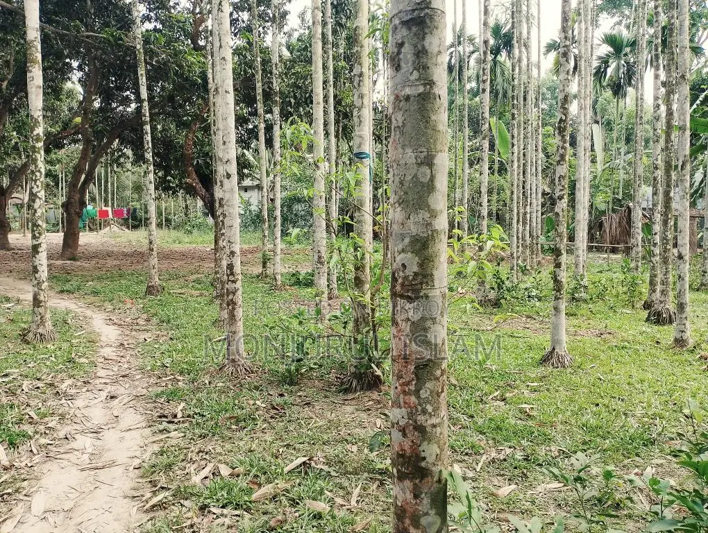 সরকারি রোড সংলগ্ন, আবাসিক অঞ্চলে, একটি সুন্দর জমি বিক্রয় করা হইবে।