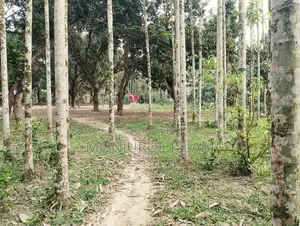 সরকারি রোড সংলগ্ন, আবাসিক অঞ্চলে, একটি সুন্দর জমি বিক্রয় করা হইবে।