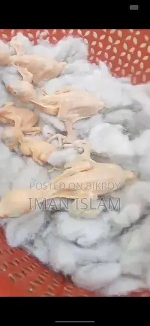 Indian Ringneck Parrot Baby