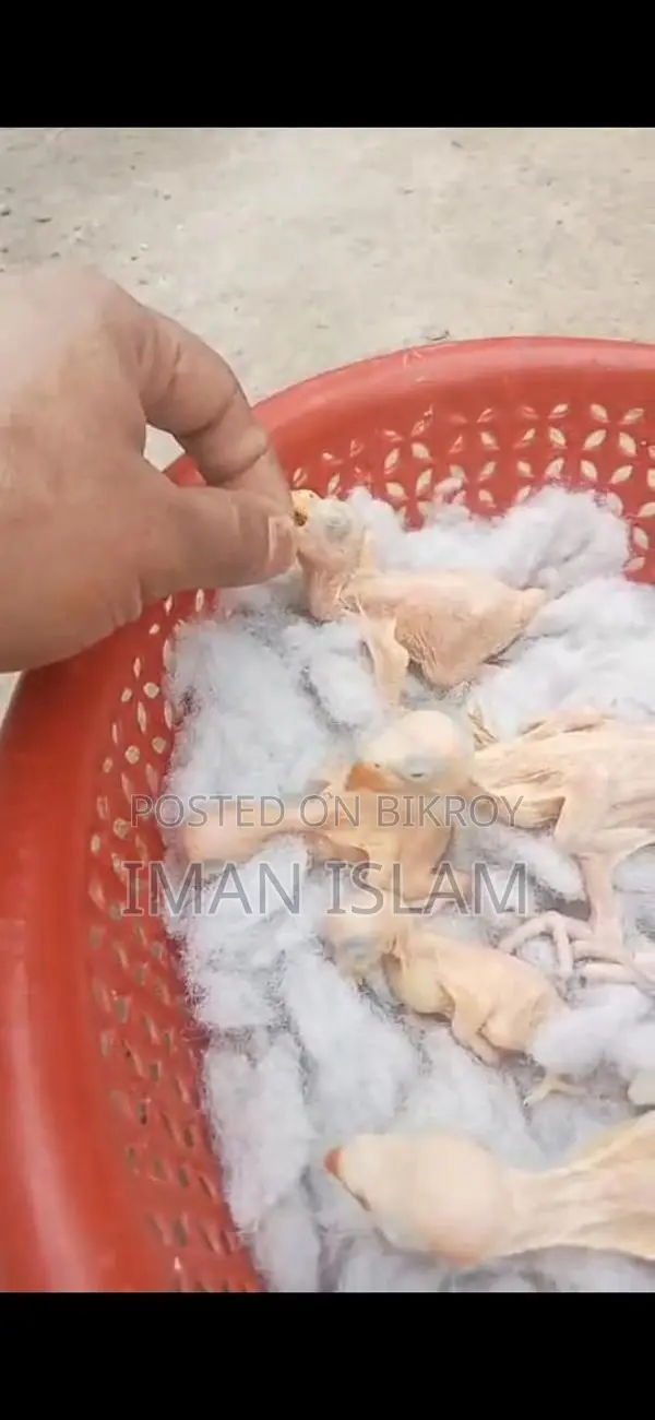 Indian Ringneck Parrot Baby