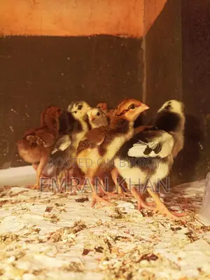 Asil Chicken Chicks