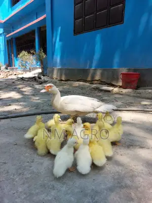 Pure White Muscovy Ducklings