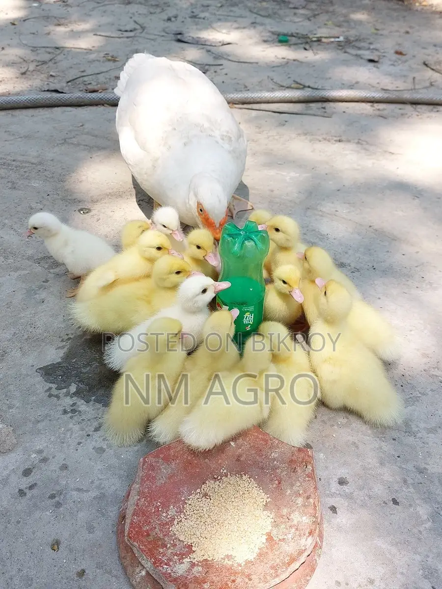 Pure White Muscovy Ducklings