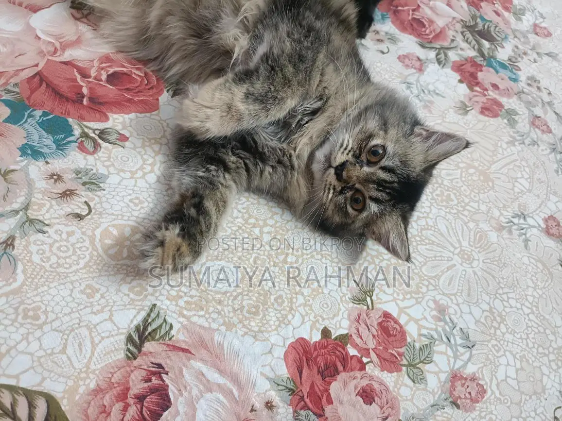 Persian Cat