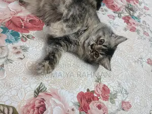 Persian Cat