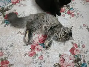 Persian Cat