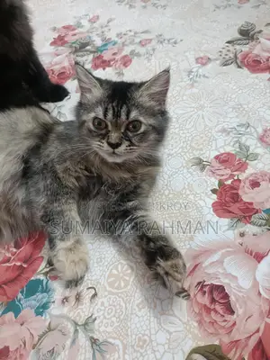 Persian Cat