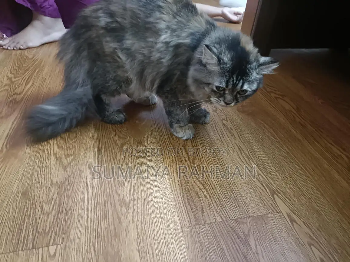 Persian Cat