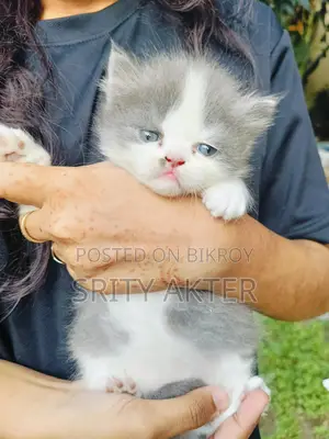 Pure Persian Doll Face