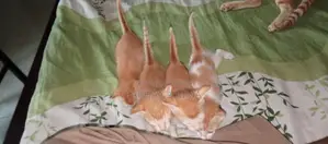 Urgent Cat Adoption
