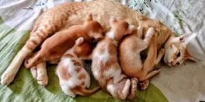 Urgent Cat Adoption