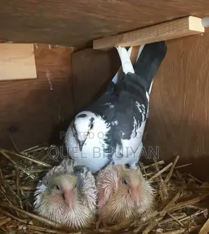 Pigeon for sale