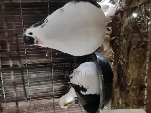 10 Pairs of Original Black & Silver Pigeons (Breeding Condition)