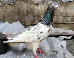 টেডি কবুতার রানিং মাদী