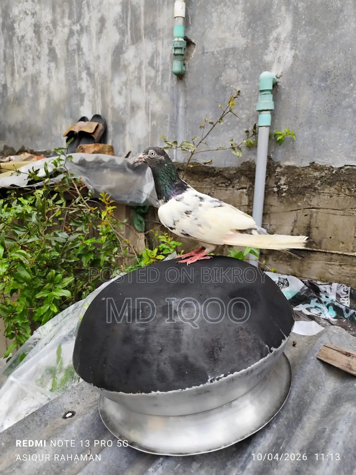 টেডি কবুতার রানিং মাদী