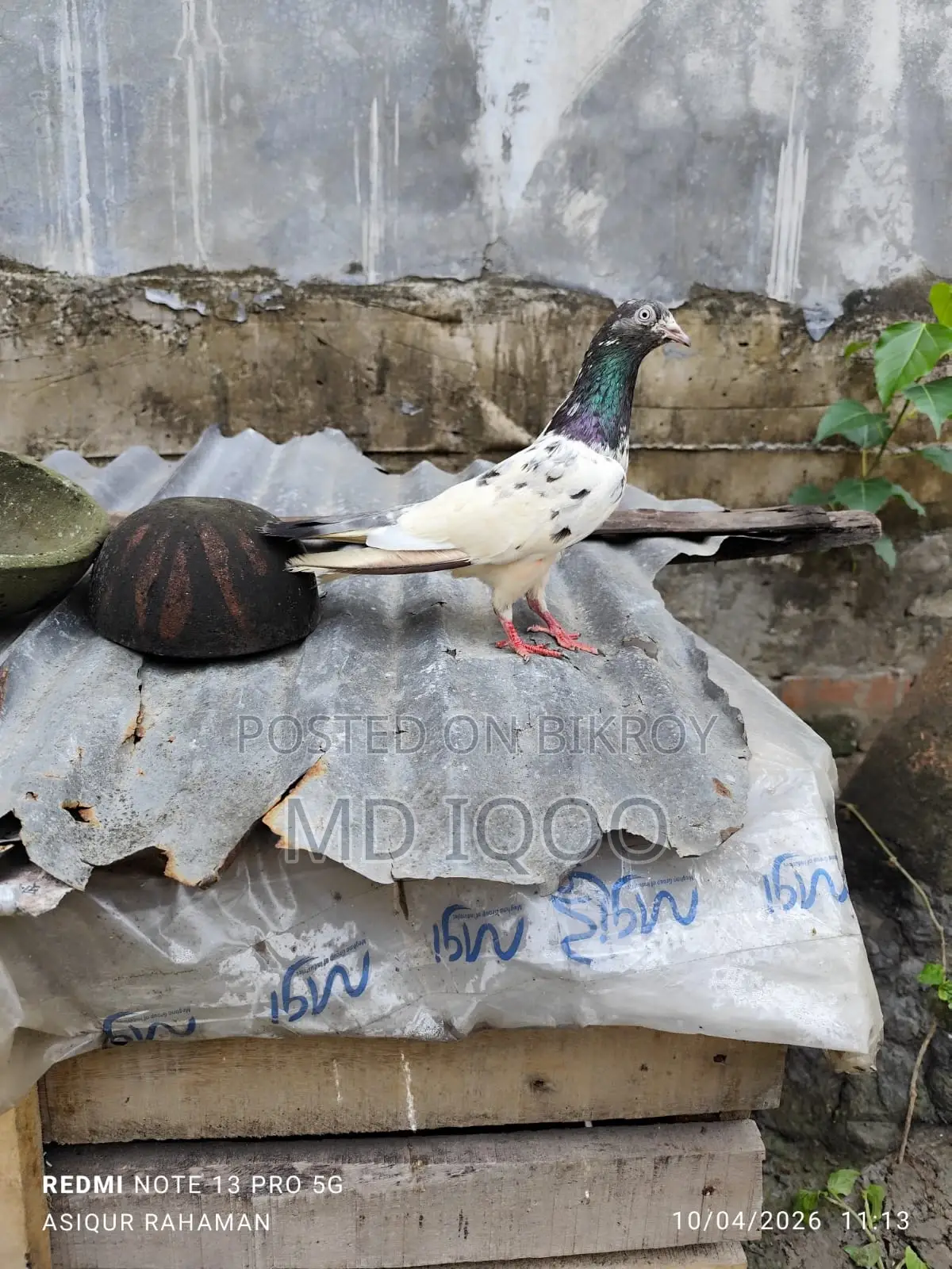 টেডি কবুতার রানিং মাদী