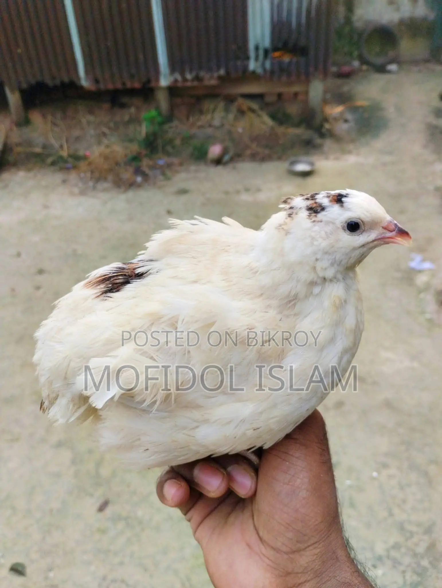 ইউরোপিয়ান জায়েন্ট কটনিক্স কোয়েল পাখির বীজ ডিম