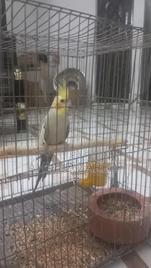 অ্যাডাল্ট মেল ককাটেল বিক্রির জন্য