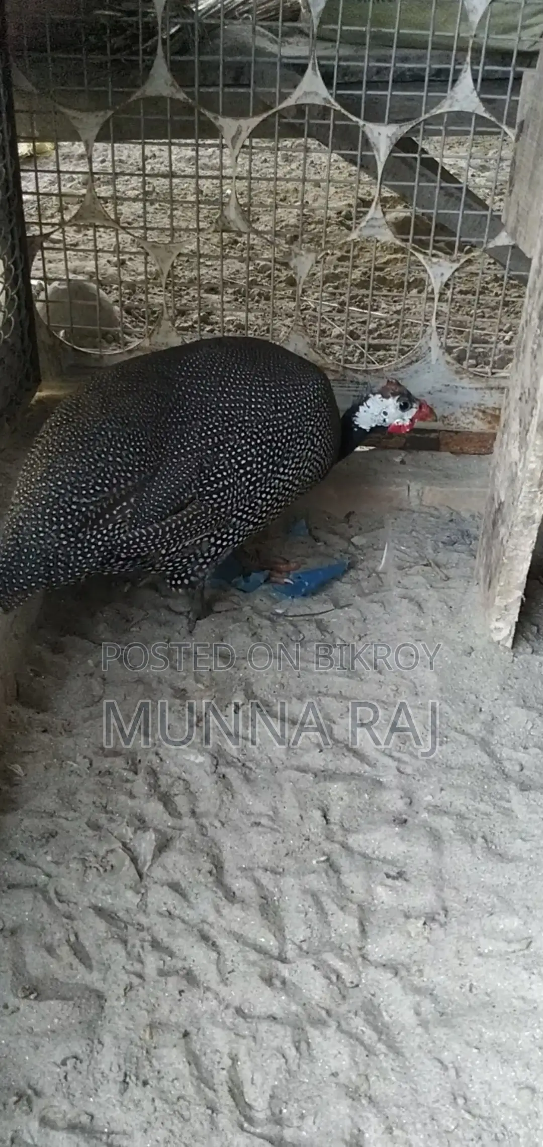 Two running egg-laying guinea fowl