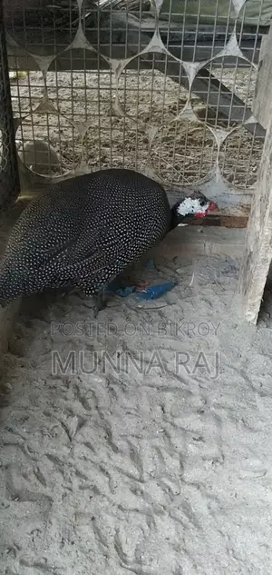 Two running egg-laying guinea fowl