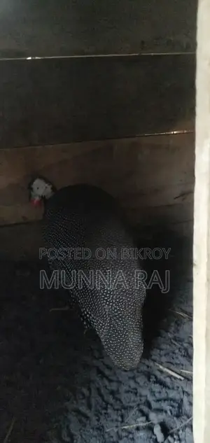 Two running egg-laying guinea fowl
