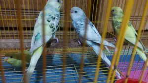 Budgerigar Birds