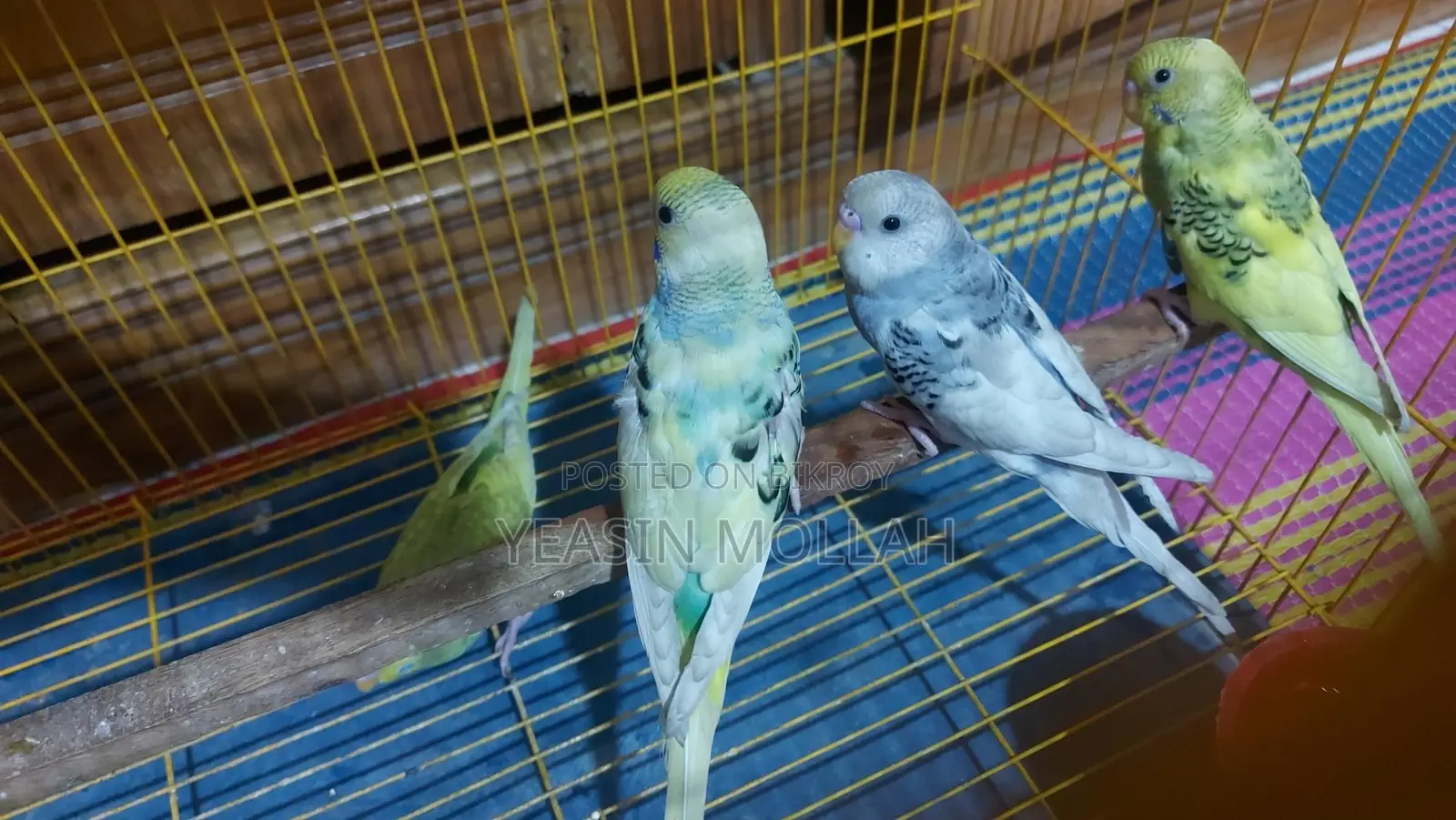 Budgerigar Birds