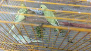 Budgerigar Birds