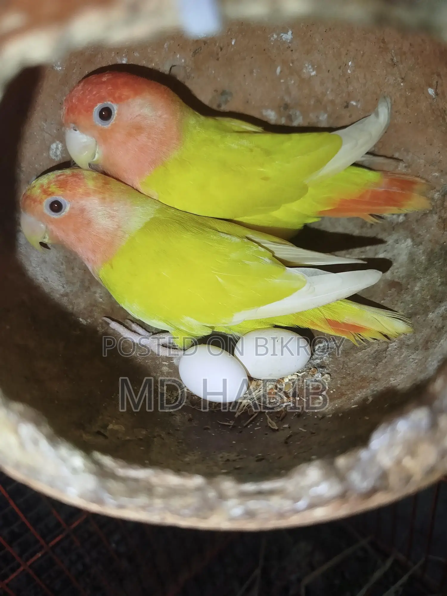 এক জোড়া ককাটেল একজোড়া লাভ বাট ডিম সহ
