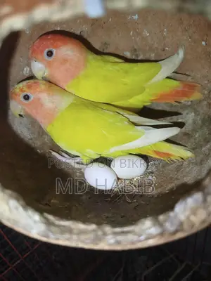 এক জোড়া ককাটেল একজোড়া লাভ বাট ডিম সহ