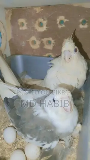 এক জোড়া ককাটেল একজোড়া লাভ বাট ডিম সহ