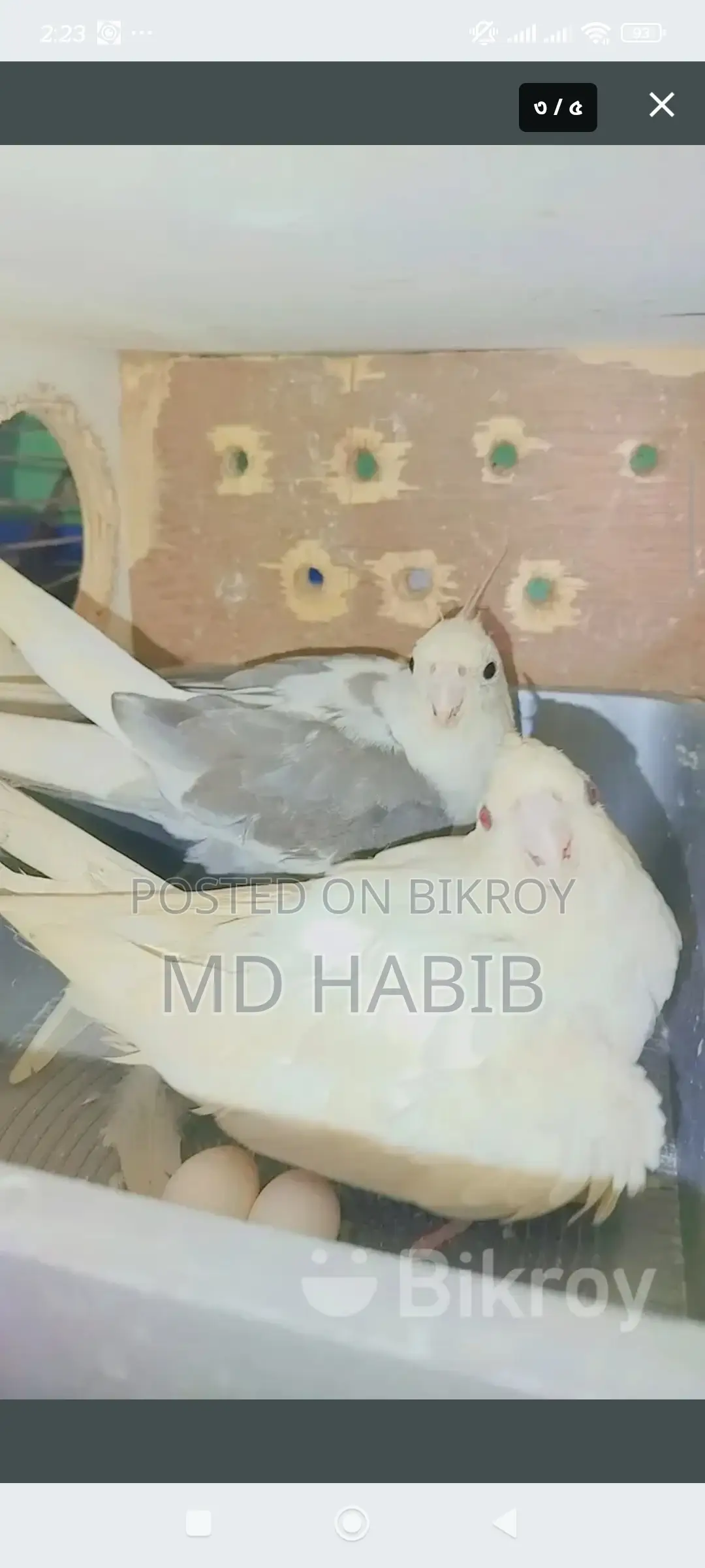 এক জোড়া ককাটেল একজোড়া লাভ বাট ডিম সহ